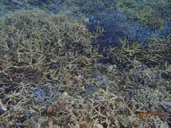 񂶂񂳂̃}T[rX@pb\ւ̓eʐ^1