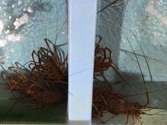 poporon̐CYفȄh@sւ̓eʐ^1