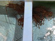 poporon̐CYق̓eʐ^1