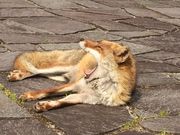 ԂĂ܂肳̐ROp_̓eʐ^2