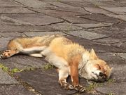 ԂĂ܂肳̐ROp_̓eʐ^3