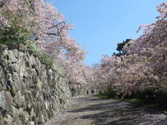 勝手ジジイさんの八百萬神之御殿の桜への投稿写真1