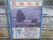 ܂[񂳂̉Fw̔̓eʐ^1