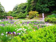 ˂񂳂̋TȐҊ̓eʐ^2