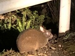 nCrXJX̃~bhiCgcA[ւ̓eʐ^1