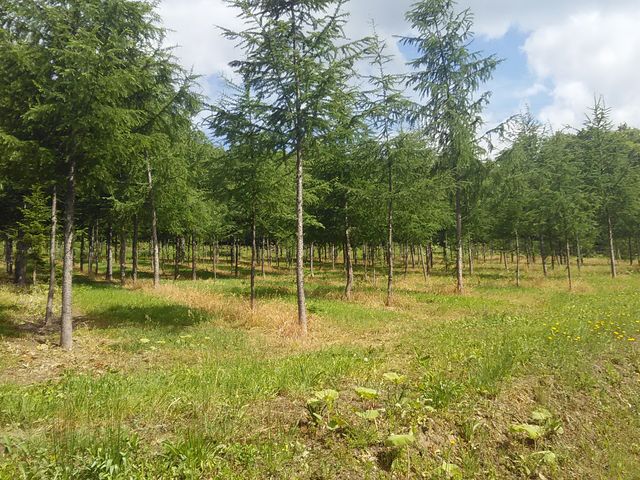 ܂ōs߂ɓo⓹̌iFQ_C̋uZgE}[Kbg