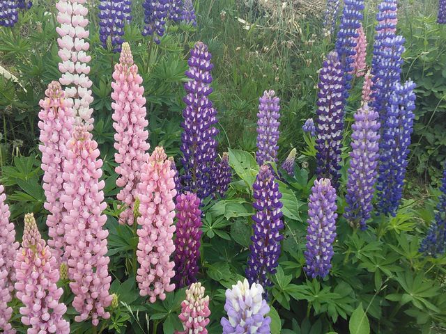 ܂ōs߂ɓo⓹̌iFR_C̋uZgE}[Kbg