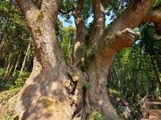 ���i����̏�J�̑�N�X�̓��e�ʐ^1