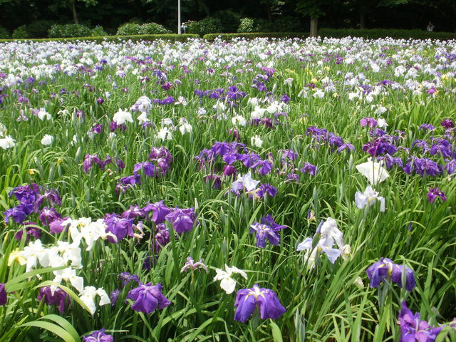 �F�N�₩_���P�Y����