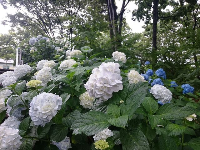 ͂ՂԂł(2019NU)_{sy̐X