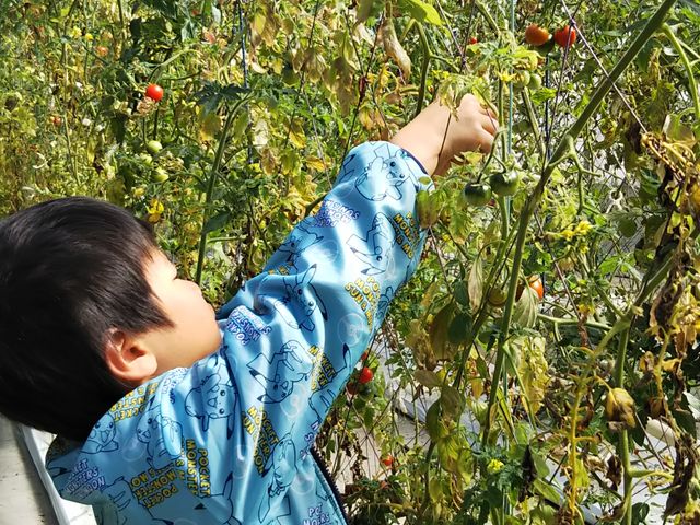 ̎ނ̃g}gAǂłB킩ɂĂ܂܂B_܉|{_