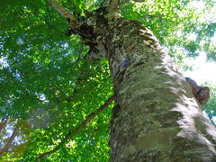ニニギさんの白神山地のブナ林の投稿写真1