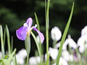 jkammy07̐サ傤Ԍ̃niVEu̓eʐ^1