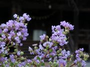 Yanwenli̊苻̓eʐ^3