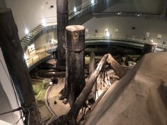 דꕶ̐X~[WAiOrvь̎ʐ^1