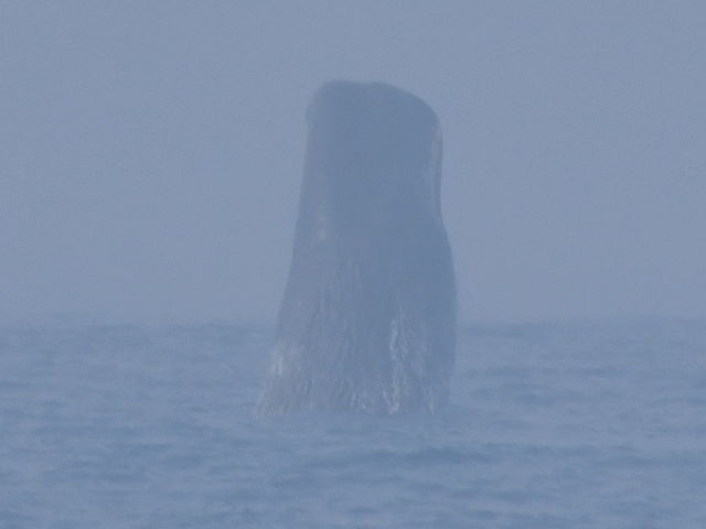 nick̓I}W[T[rX̓eʐ^3