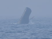 nick̓I}W[T[rX̓eʐ^1