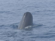 nick̓I}W[T[rX̓eʐ^2