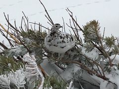 poporon̗RAy[gyxRzւ̓eʐ^5