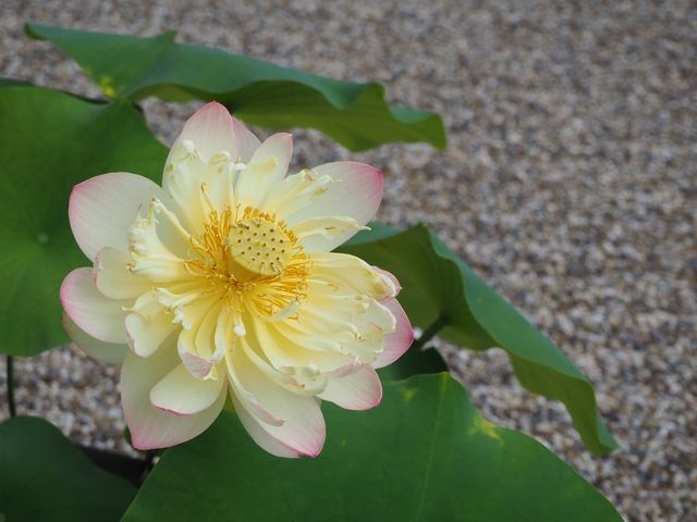 �J�R���O�ɍ炢�Ă����@�̉�_���@�R�ݕ���