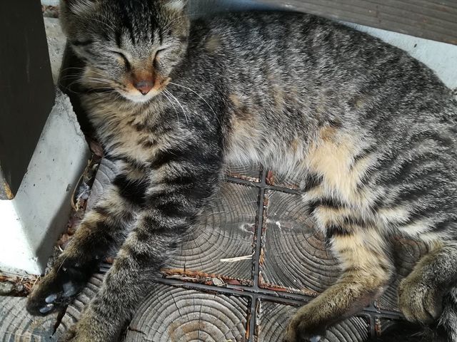 �L�W�g���̔L_�O�t�̗� �c��������