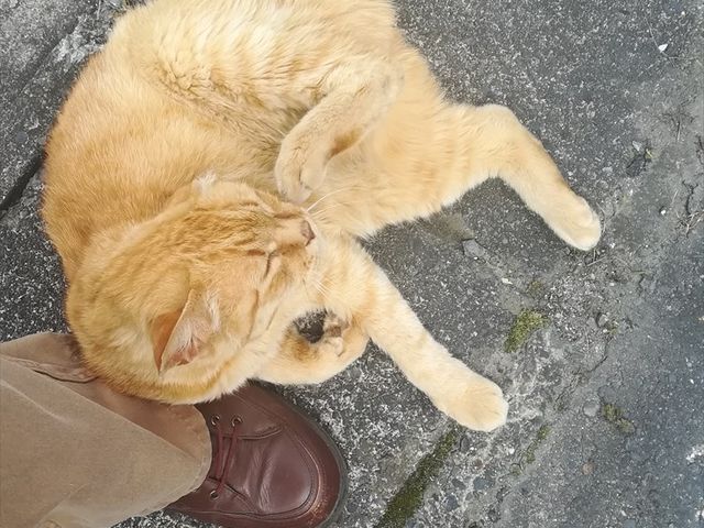 �����̒��g���̔L_�O�t�̗� �c��������