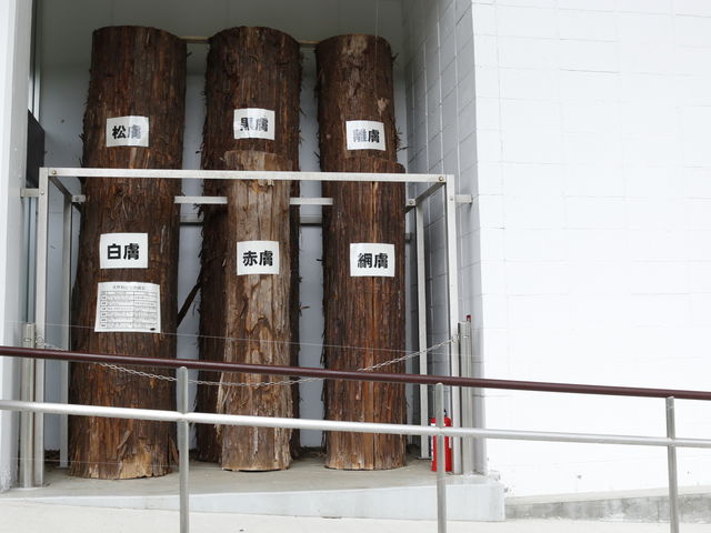 �����H�c�̐��̖؂ł����A���̐F�������ɈႢ�܂�_�m�ʐX�є�����