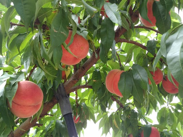 ������Ȃ�ɂȂ��Ă܂�_�܂�悵�ʎ���