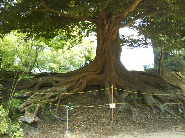 �����L�������Ă��܂�_�L�������̃C�X�m�L