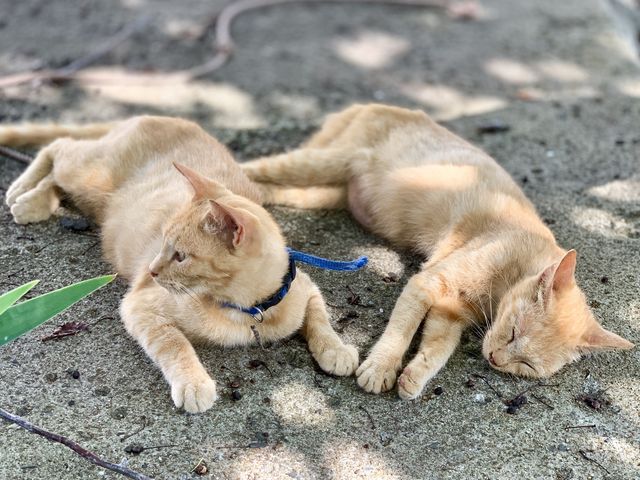 ���Q�l�R2_����