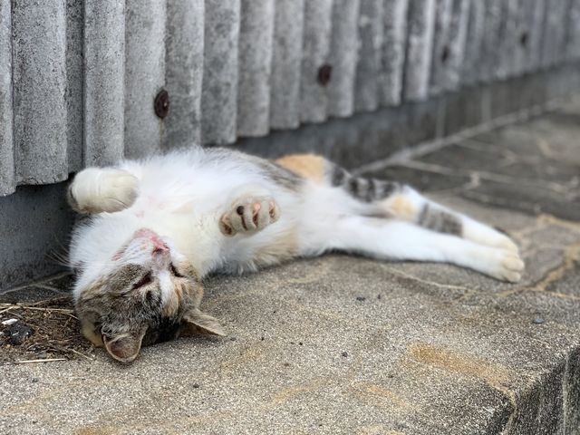 ���Q�l�R4_����