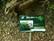 񂳂̖L̃CXmL̓eʐ^1