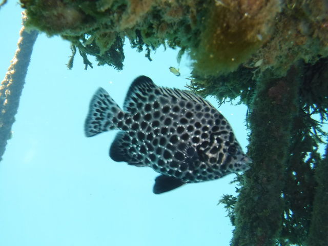 ����͂킩��܂���I�I�H�H_�M�C�}�����X�|�[�c�N���u