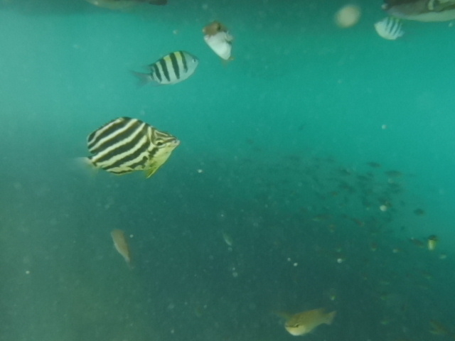 �^�J�m�n�_�C�������ł��B_�M�C�}�����X�|�[�c�N���u