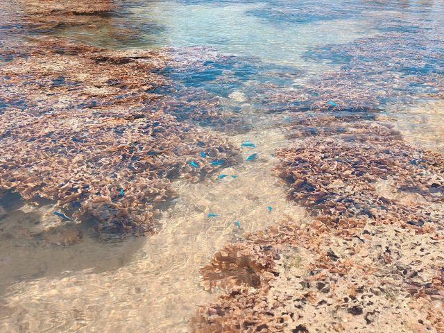 �J���t���Ȃ������������񂢂܂���_feelokinawa