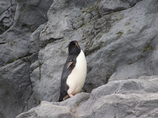 ���o���Ă����C���g�r�y���M��_���R������