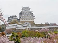 桜の上に浮かぶ「姫路城」_姫路城の桜