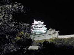 「夜桜とライトアップされた姫路城」(夜桜会)_姫路城の桜