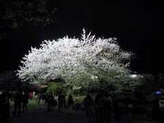「姫路城：ライトアップされた満開の桜」(夜桜会)_姫路城の桜