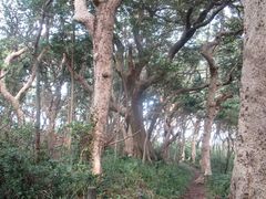 鶴亀松竹梅扇さんの雄島の原生林・樹海の投稿写真1