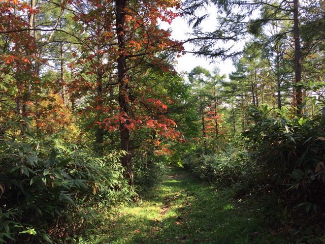 RL[gQlQBЂ~܂LKiKvȂX΂̍⓹łB_R