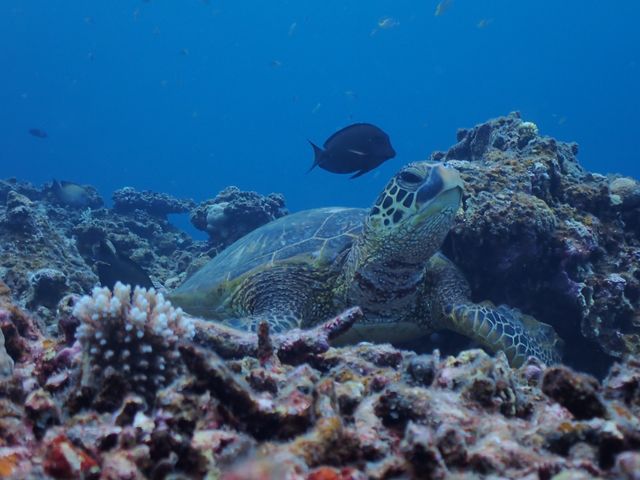 �A�e���h�̂������炢�������܂���_�u���[�t�H���X�g�{�Ó�