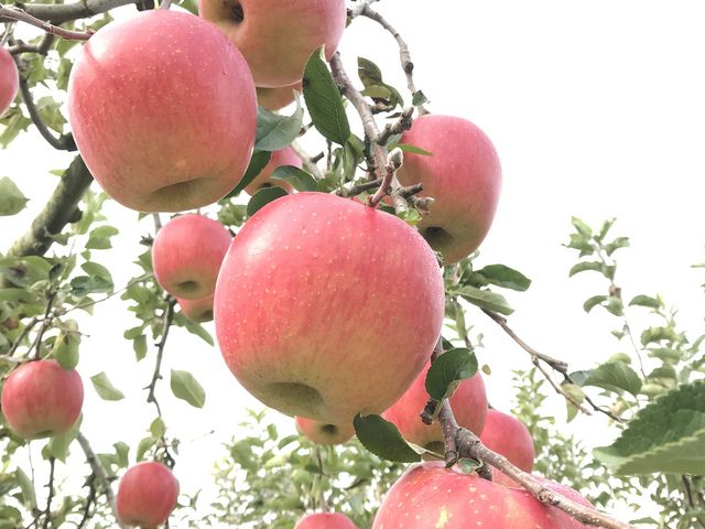 ���̖؂̂�񂲂͎��܂��񂪁A�ƂĂ�����������_�����_��