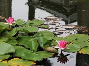 Ƃ񂳂̒~覐΍~̓eʐ^3