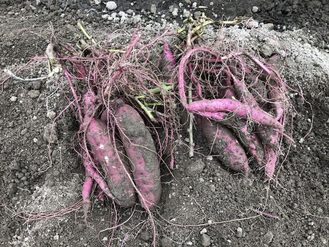 ���������̂���A�傫���̂܂Ŏ��܂����B_���J�C���}�J�[�T�@�R�o�^�m�E�G��