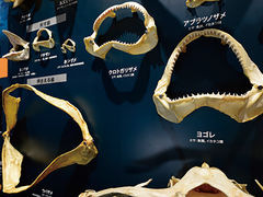 �}���o�[����̋C����s���s��ւ̓��e�ʐ^5