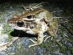 񂳂̉iCgcA[T[rXւ̓eʐ^1