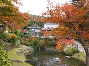 �j�R����񂳂�̖����r�i�~�o���j�̓��e�ʐ^1