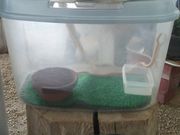 kakiani̊⍑֐_Ђ̓eʐ^2