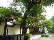 �������񂳂�̂��Ԃ��I�[�v���K�[�f���̓��e�ʐ^1